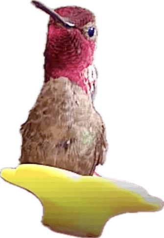 Pasted Graphic 4.png