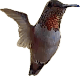 Pasted Graphic 13.png